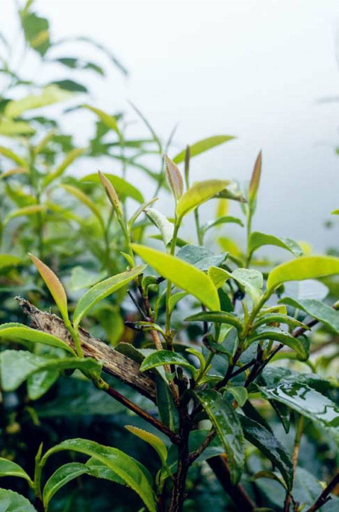 手把手教您买茶不入坑的诀窍,不买茶的人教你一招