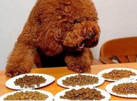 泰迪犬的便便怎么处理,幼犬泰迪大便稀臭怎么办