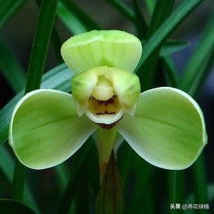 春兰怎么养又粗又好看,春兰哪种好养