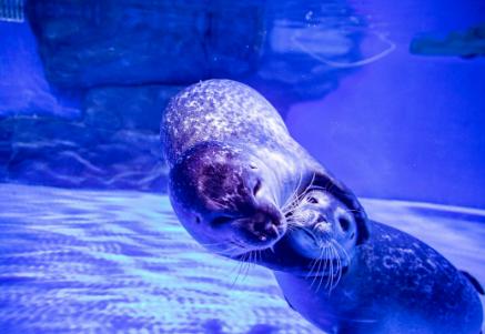 上海海昌海洋公园怎么样啊,上海海昌海洋公园怎么样