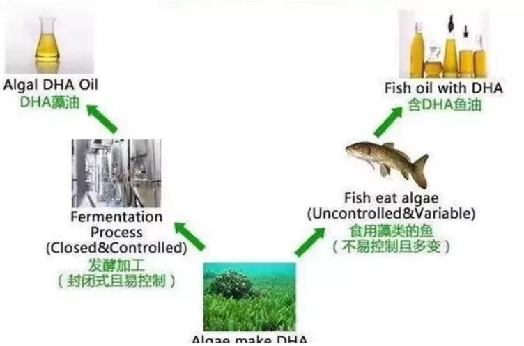 关于DHA,妈妈们可是操碎了心
