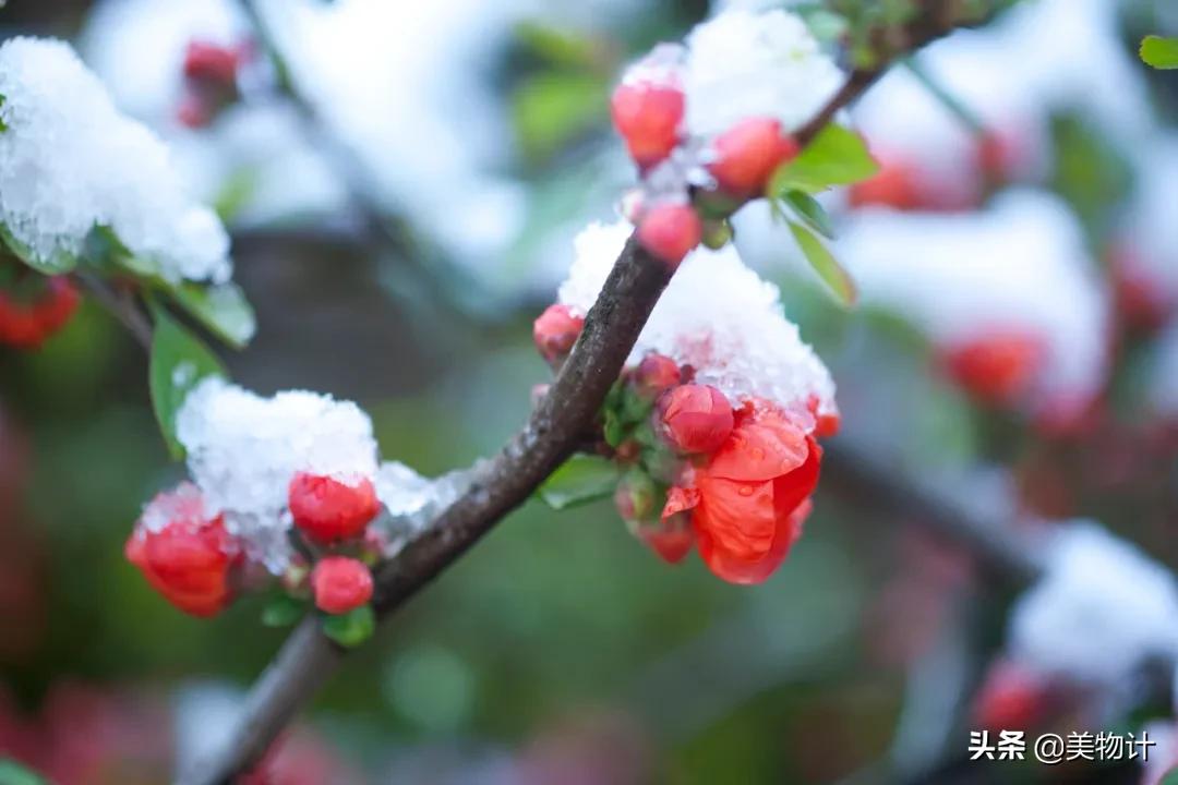 有冬要来有雪入怀泣不成声,有冬要来有雨入怀