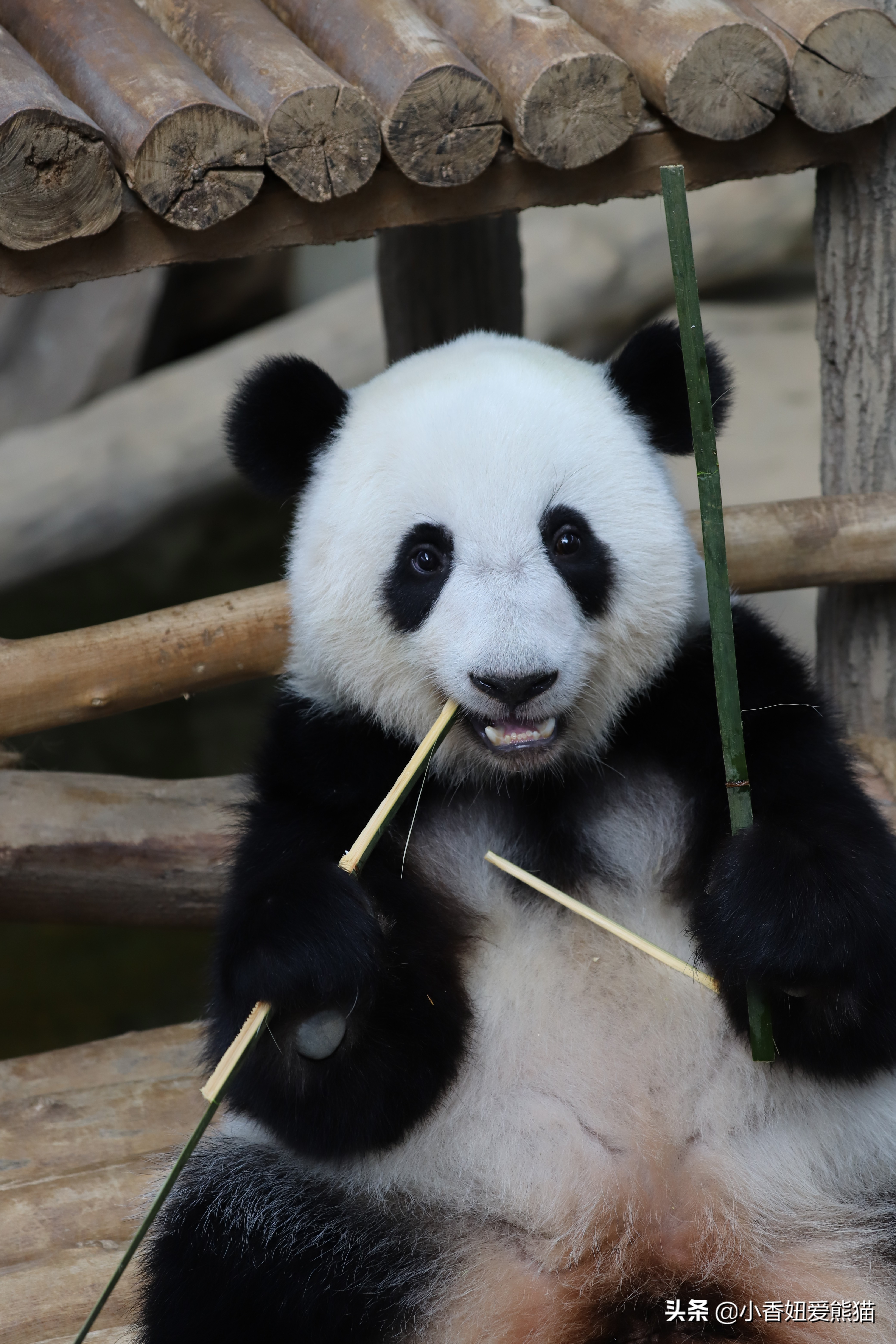 熊猫谊谊出生,马来西亚熊猫谊谊视频