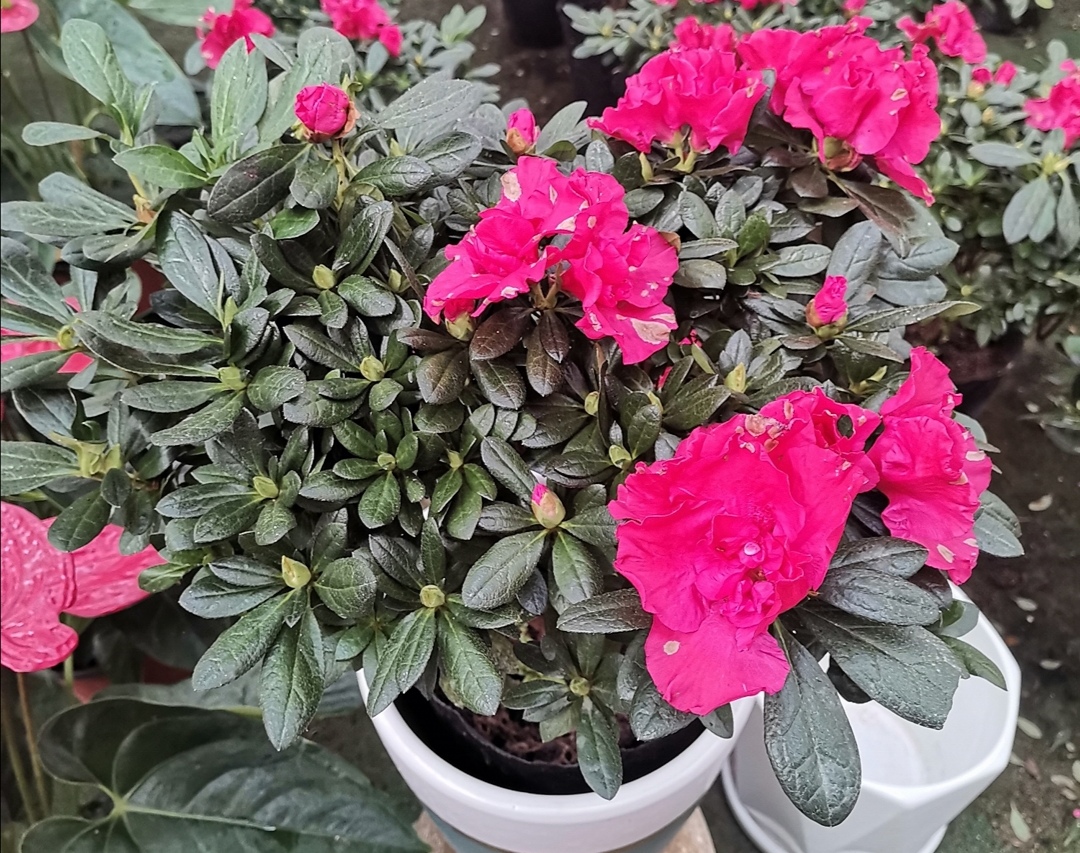 杜鹃怎么养护喜不喜欢太阳,怎样才能让杜鹃多开花