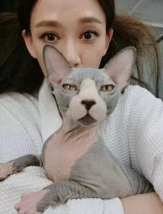 胡歌养的5只什么猫,胡歌的宠物猫