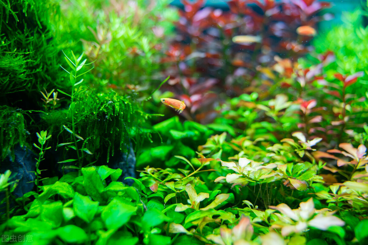 鱼缸养什么水草好养能净化水质,适合新手在鱼缸中养殖的水草
