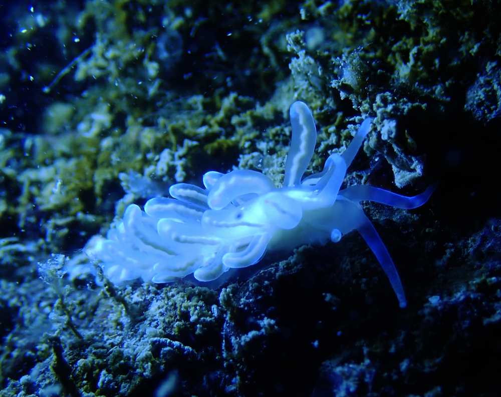 珠海海兔，它们在万山岛活得不错，明年再探望它们