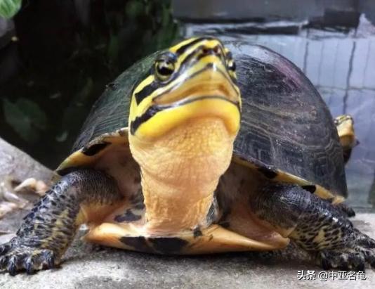 新手养龟快速入门教程,石金钱龟冬天怎么养新手必看