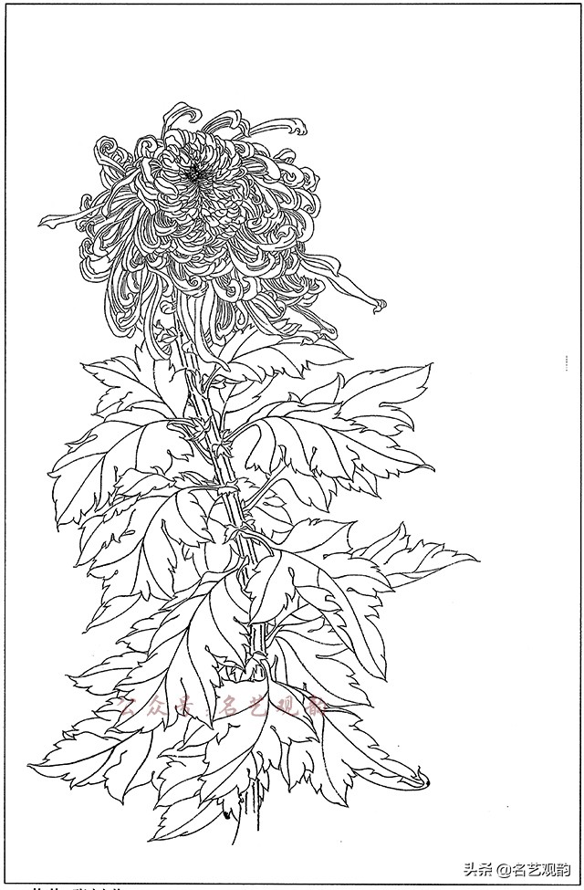 工笔画白描花卉图片大全,工笔画线描花卉菊花