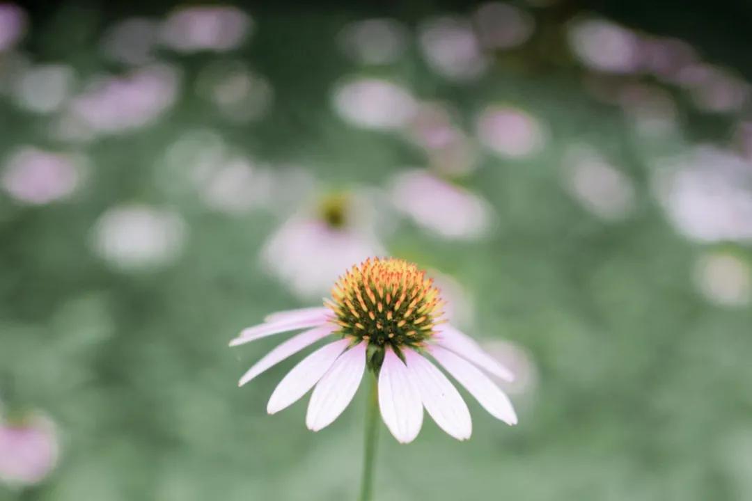 踏踏实实走脚下的路精彩语段,朗读走自己的路