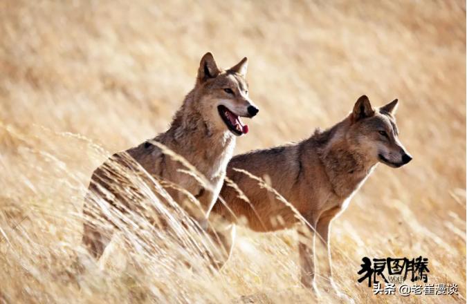 狼图腾对狼的赞美,狼图腾体现的人与自然和谐