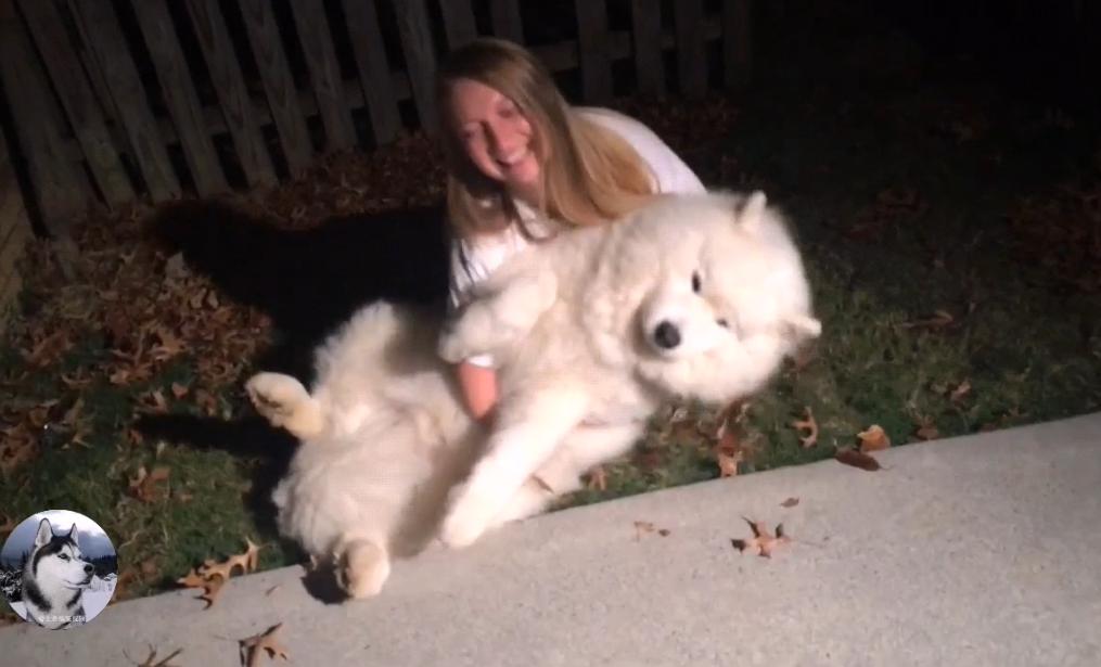 大白狗在公园交了“女友”，拒绝跟主人回家：感觉失恋了