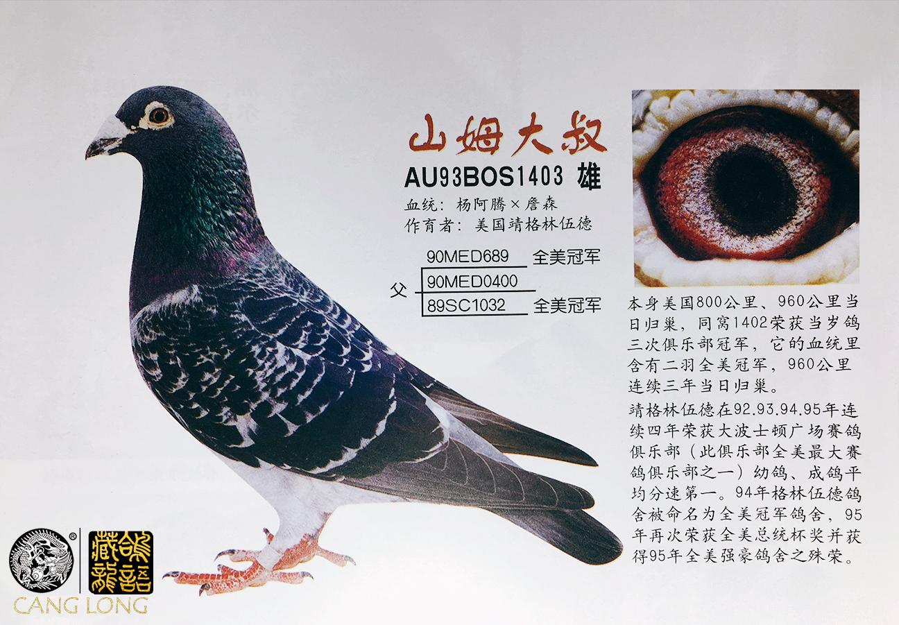 养出优良赛鸽的秘决,如何培育出来700公里赛鸽