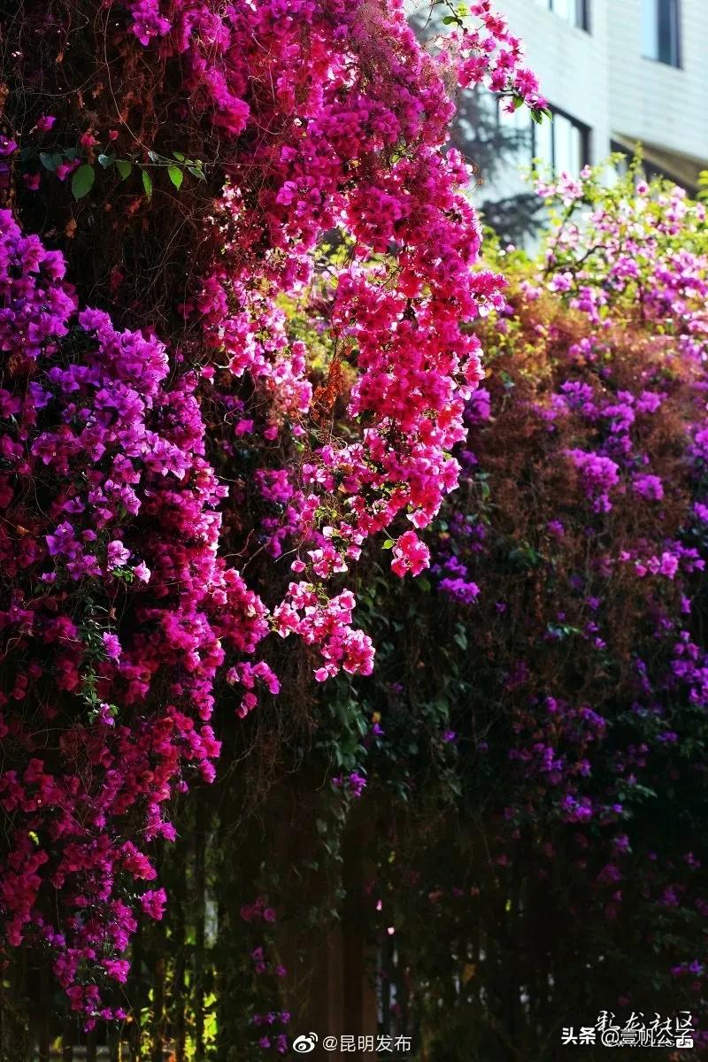 被大理的美景所折服,被丽江的风景美到了