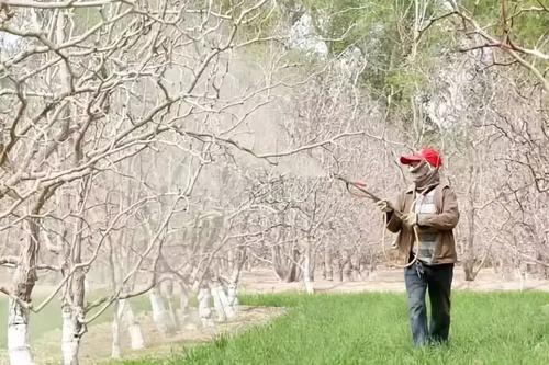 桃树上有白蚧打啥药好使,桃树上的蚧壳虫是什么样