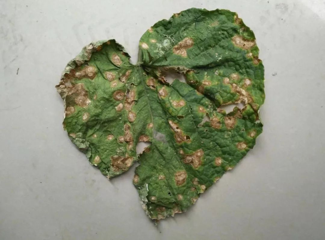 黄瓜瓜条病害图谱详解,黄瓜病害图谱和防治黄瓜药害