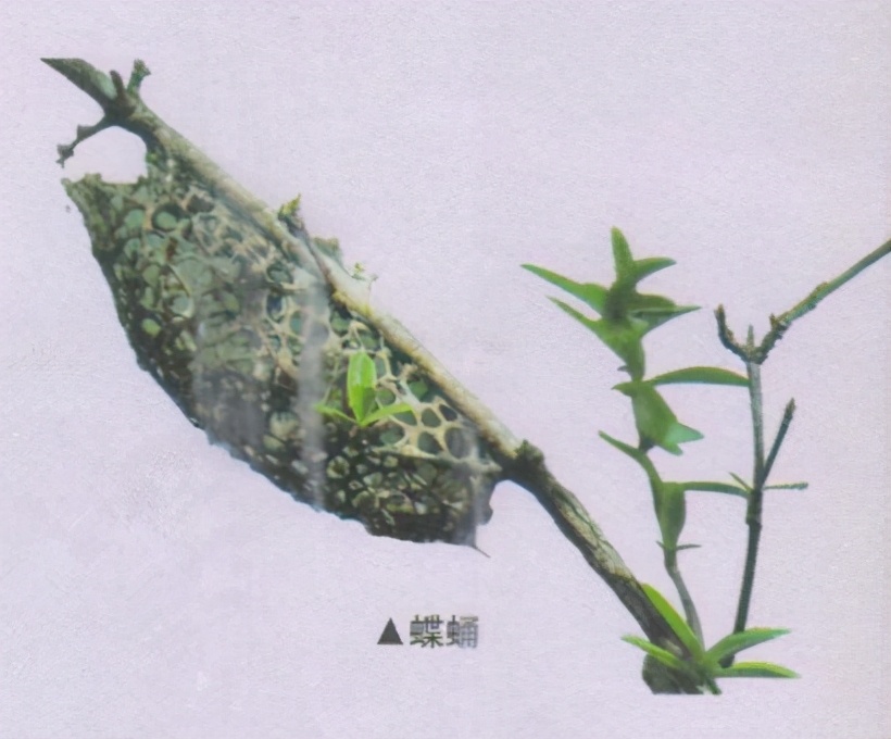 昆虫样子特点,昆虫视觉是什么样的