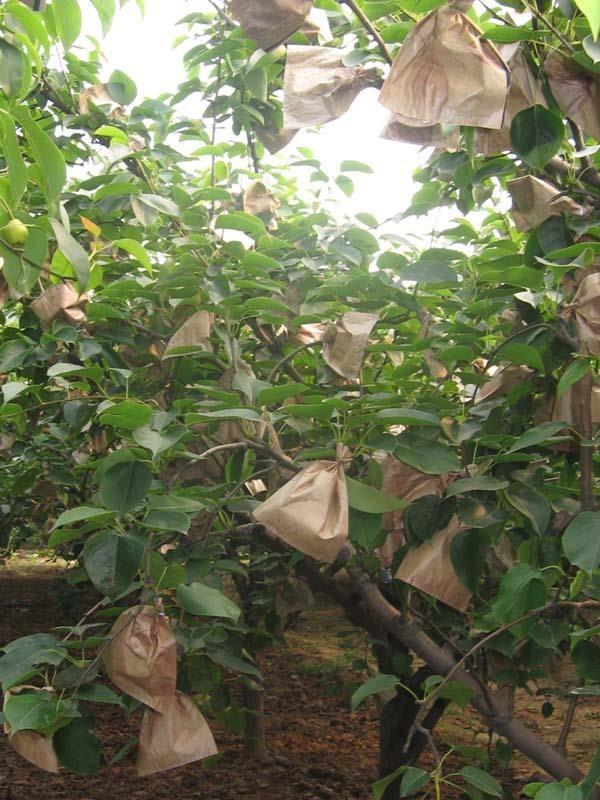 套袋梨病害,套袋苹果虫害