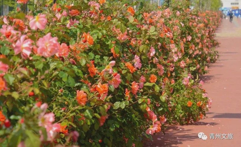 花满青州——初夏清浅微风起，蔷薇月季满城香