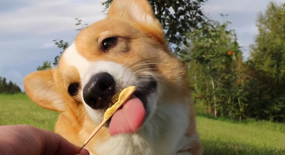 狗狗总是喜欢舔人怎么回事,狗狗总喜欢舔主人的手是咋回事