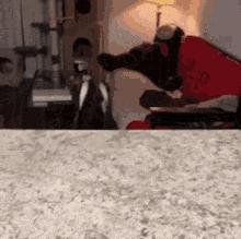 失明猫咪康复治疗,失明猫咪怎么照顾