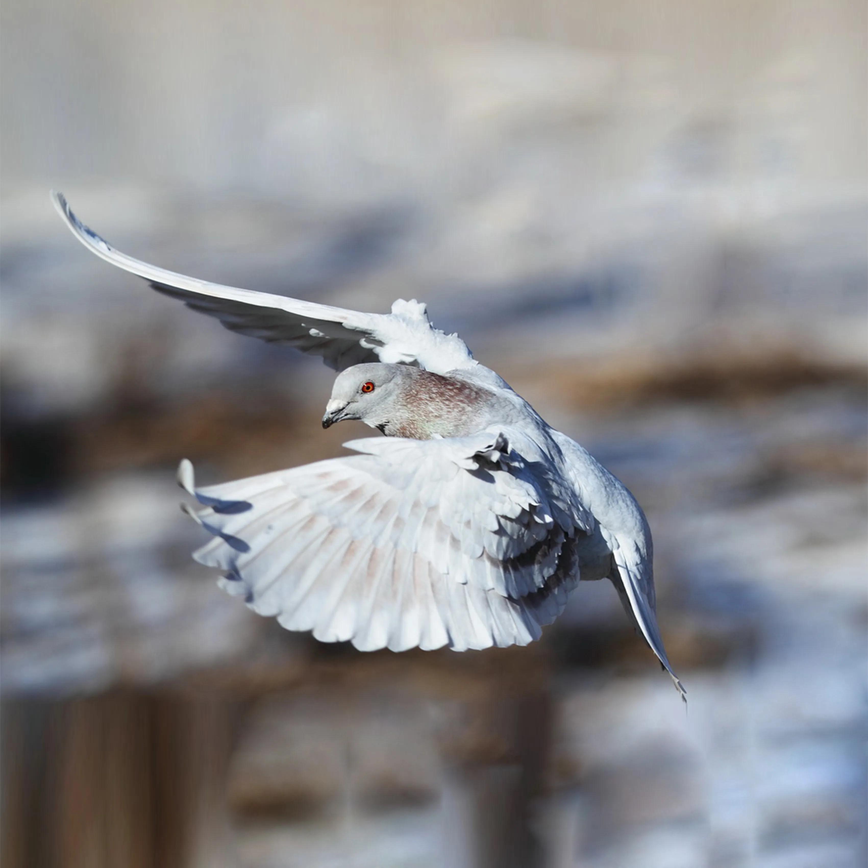 幼鸽怎么预防鸽痘,如何处理幼崽鸽子