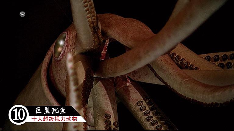 十大超级视觉动物,十二生肖视力很差的动物