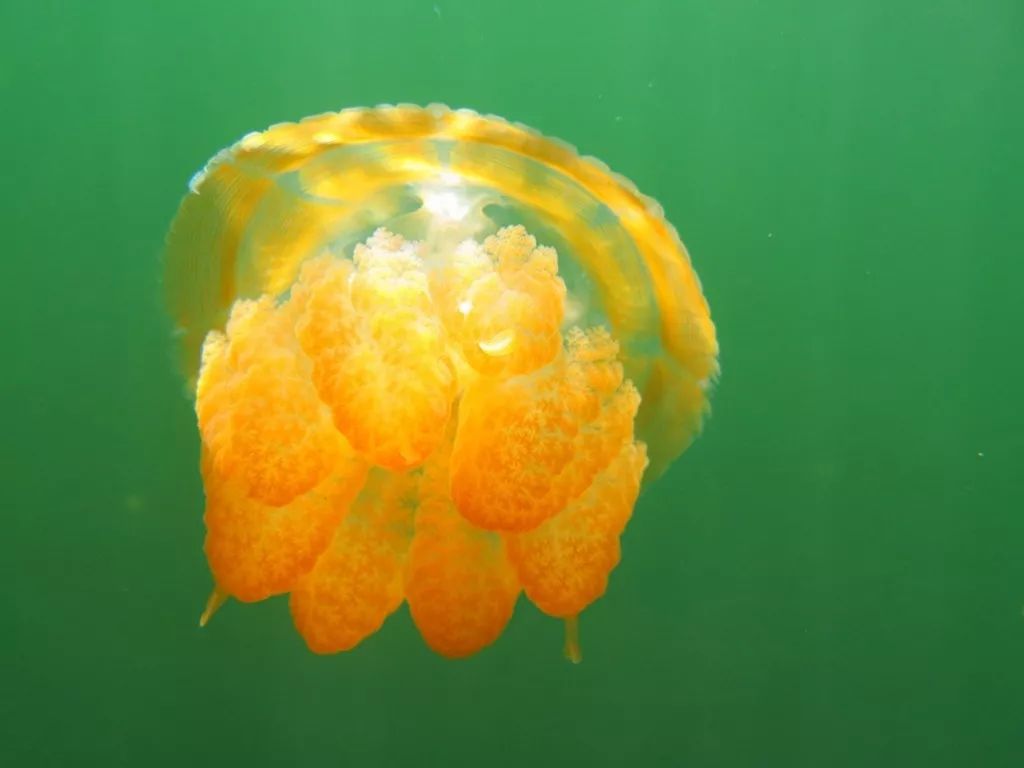 从A到Z，帕劳这个海岛国家远比你想象中更精彩