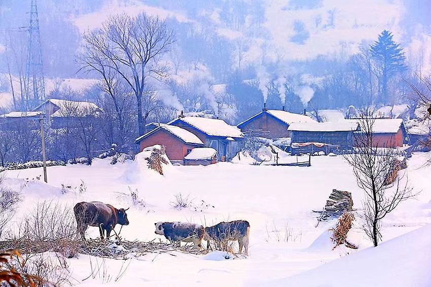 今年农村过年猪为什么要求提前杀,南方杀年猪和北方杀年猪的区别