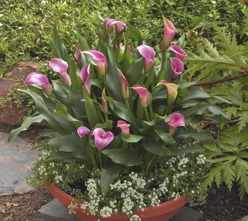 把郁金香种球剥了,把郁金香种子剥掉一层