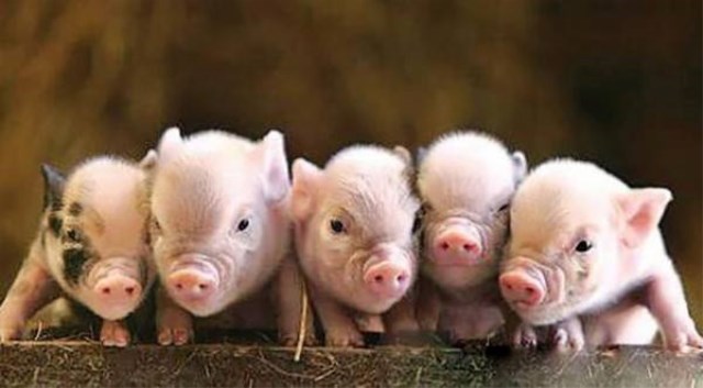 液态饲喂成为大趋势是不可避免的,越早使用越挣钱