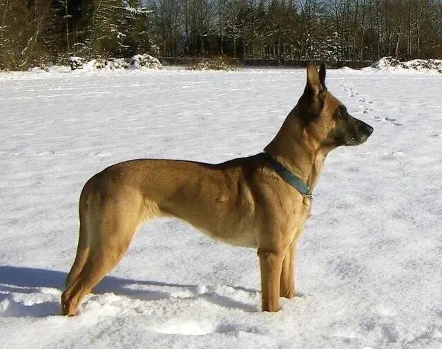 饲养马犬幼犬应注意什么,马犬在家里院子养合适吗