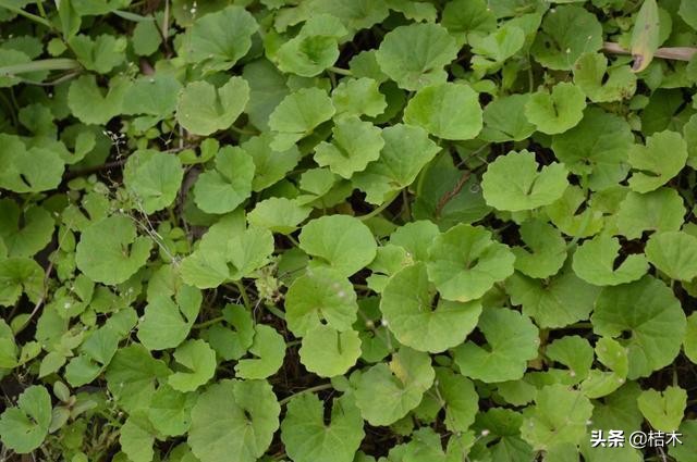 野生积雪草与自己种的有什么区别,积雪草农村