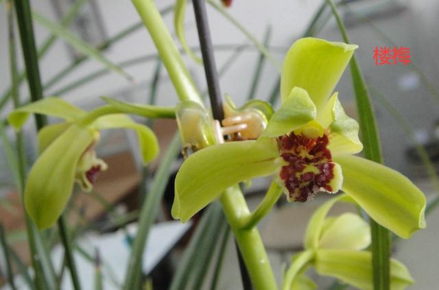 蕙兰新品图片欣赏大全,蕙兰新八种叶片欣赏