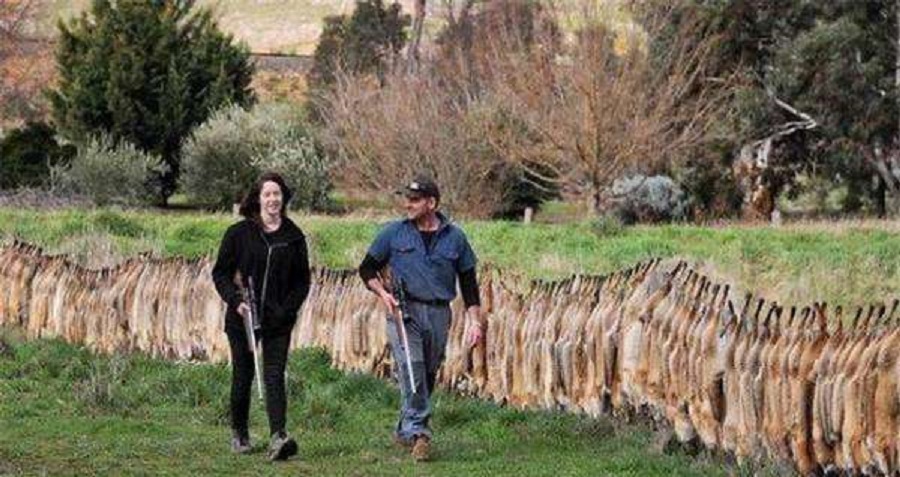 澳大利亚野兔泛滥成灾的原因,澳洲人吃野兔