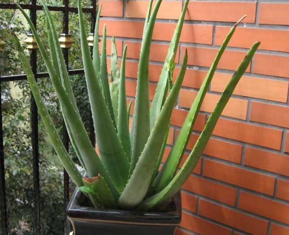 9种“健康花”,能吃能泡茶,客厅养一盆,清洁空气,吉利大气