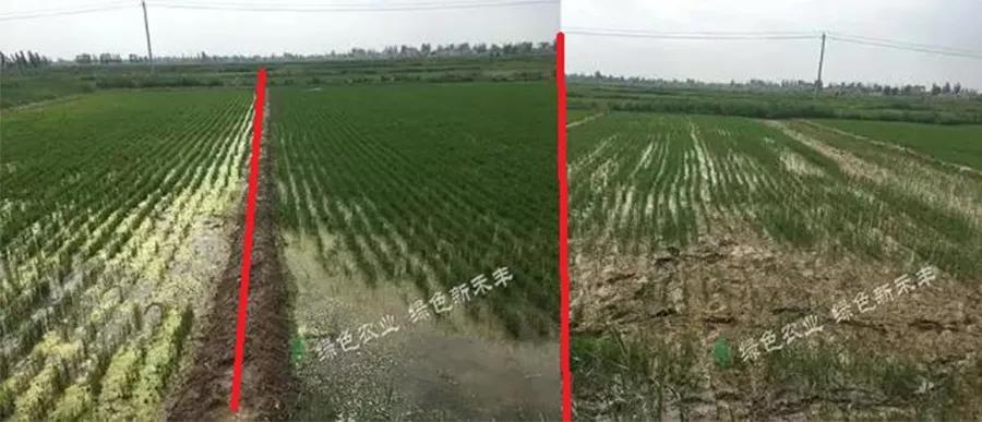 盐碱土,作物不爱长怎么办?