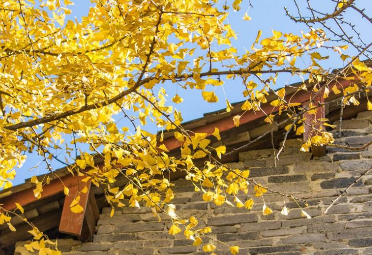 深圳旅行社整理：秋季旅游国内最佳目的地