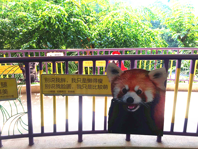 哪里有大熊猫动物园,哪些动物园值得看大熊猫