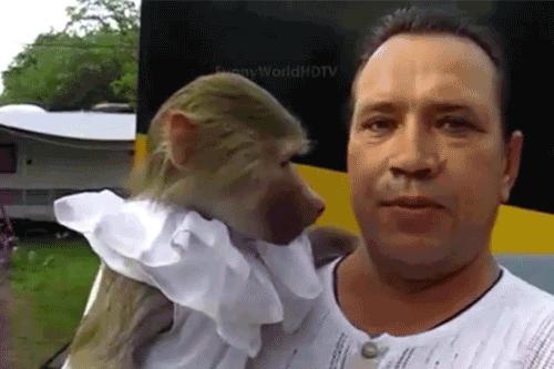 苍龙眼龙眼菩提,龙眼菩提和凤眼菩提寓意