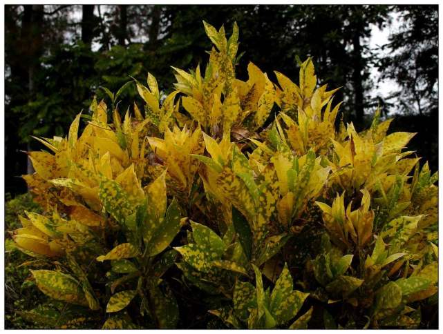 世界上有奇特现象的植物,世界上有哪些奇怪的叶子