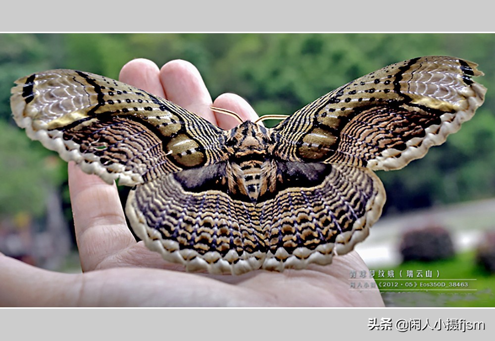 摄影有创意的竖屏月季花图片,青球箩纹蛾图片