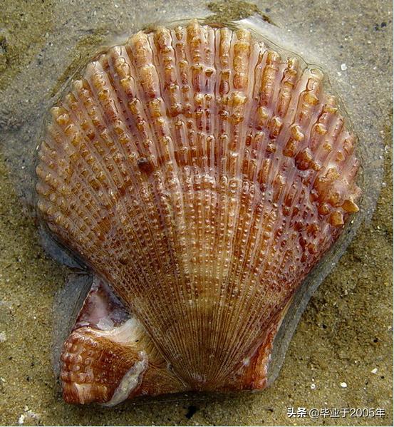 大连鱼市海鲜贝类品种,大连贝类海鲜图片大全