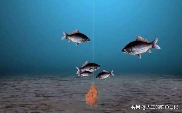 浆层对鱼饵料有影响吗,水底浆层影响钓鱼吗
