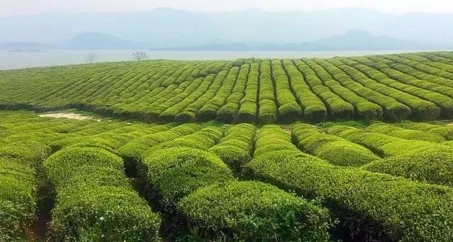 “茶游”湖北！以访茶之名，享山涧美景，品风味美食