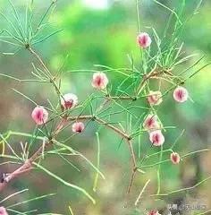 戈壁当中最常见的植物,在野外都能捡到的稀有植物