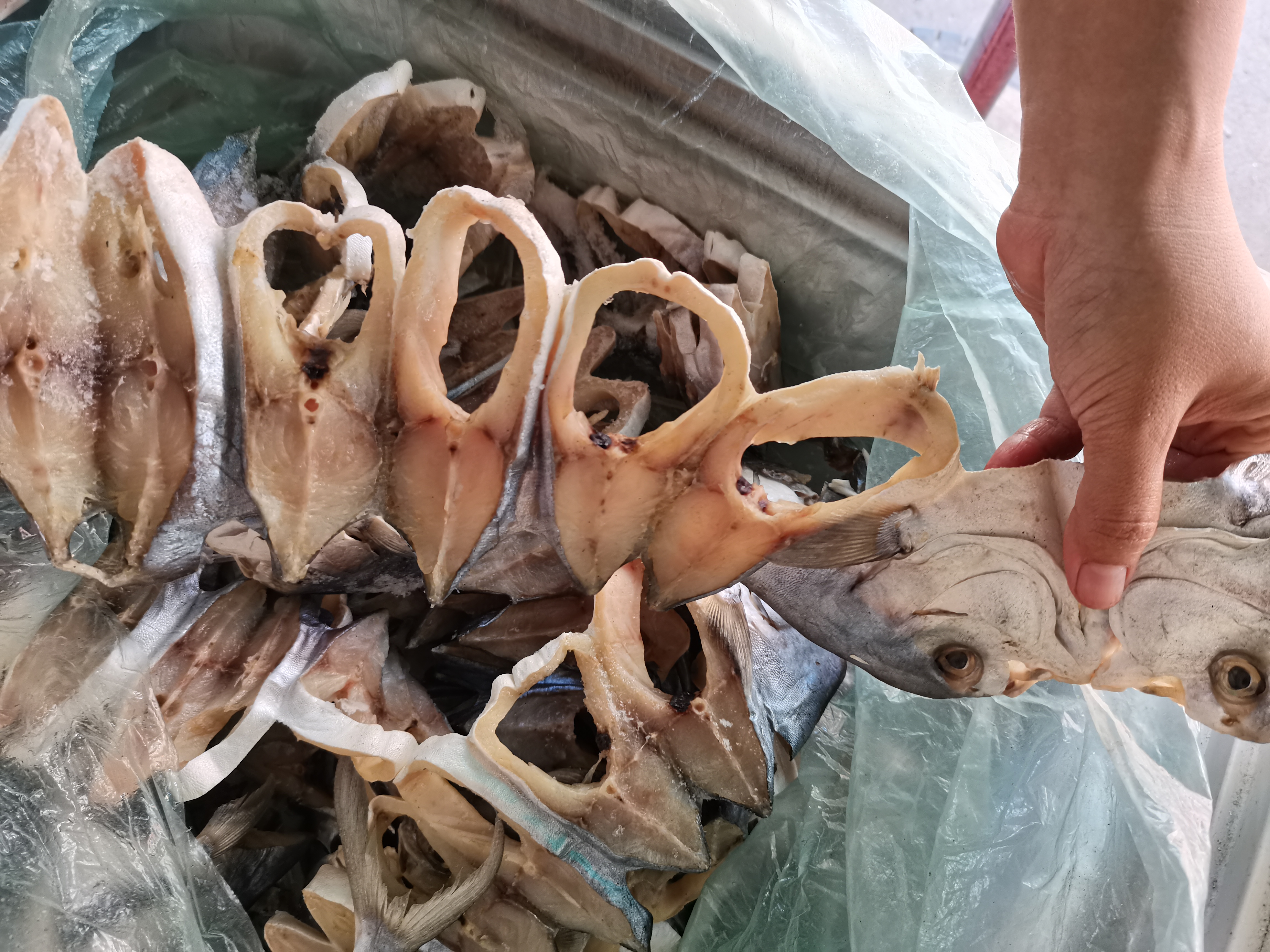 阿智为钓到爱吃的金鲳鱼，凌晨跑出外海，渔获晒满房前屋后