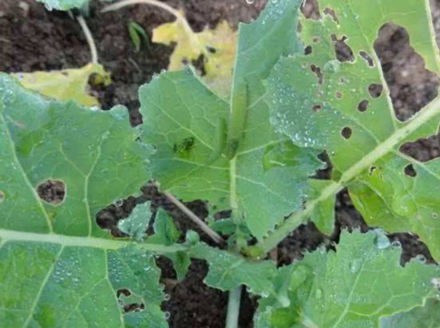 花菜不结球,花菜结球了还要施肥吗