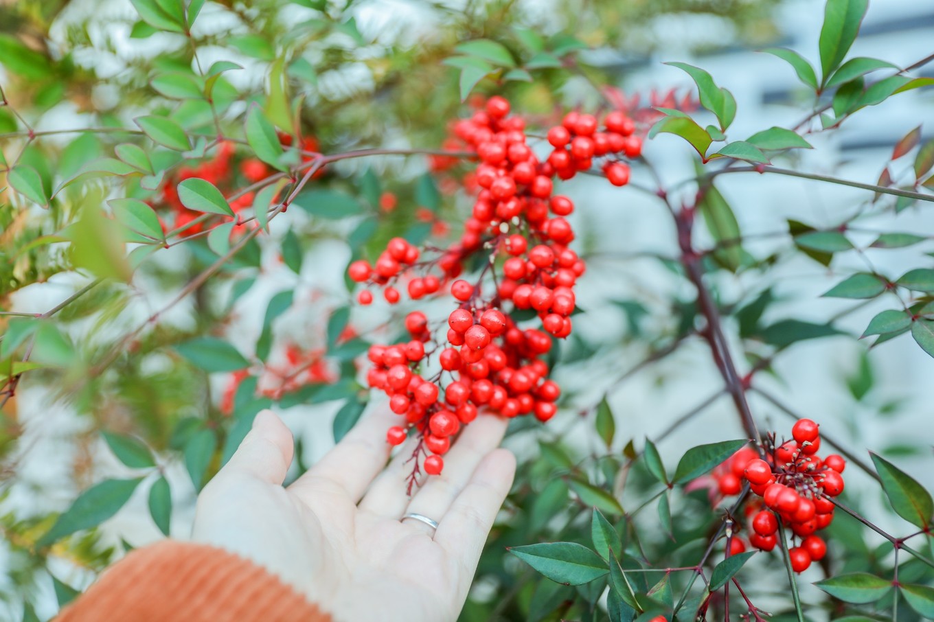 韩国冬天该有的样子,韩国第一次过冬天
