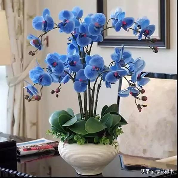 盆栽小黑飞虫怎么治,盆栽有小飞虫怎么处理